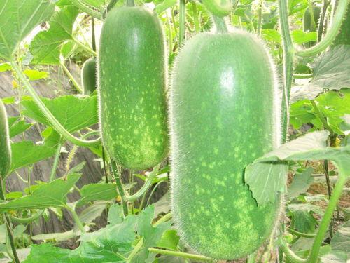 吃冻瓜,冻瓜美食之旅