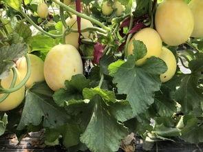 界首最近吃瓜,揭秘近期热门吃瓜事件背后的真相