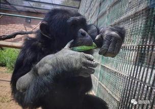 动物吃瓜视频大全,趣味吃瓜瞬间大盘点