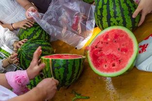 学习吃瓜视频,网络时代的娱乐风向标